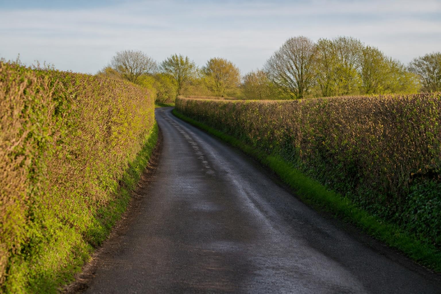 Empty country lane between hedgerows